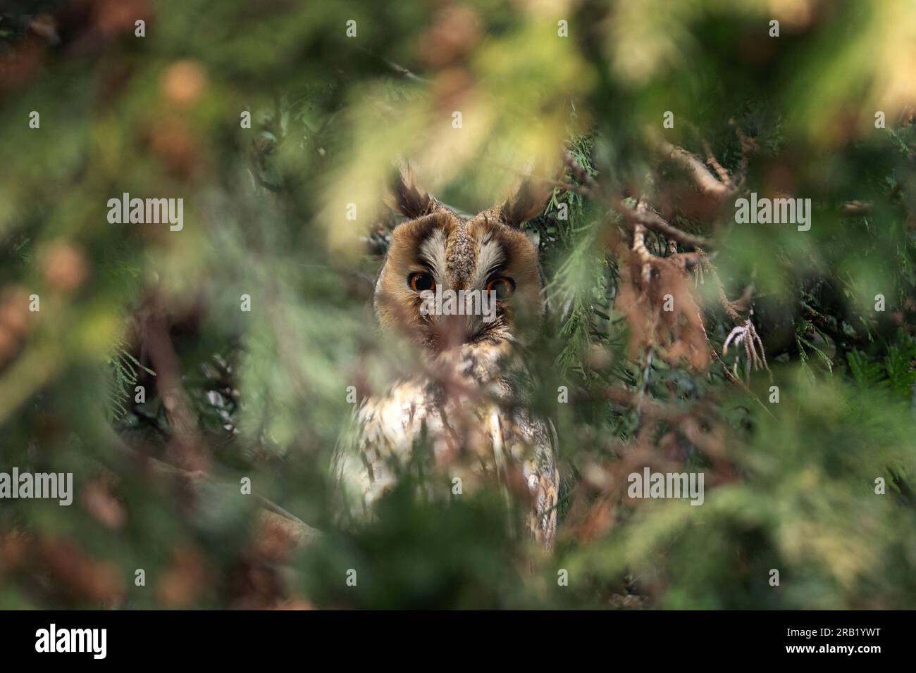 Gufo dalle orecchie lunghe si nasconde nella foresta. Il gufo di gatto guarda da un ramo all'altro. Gufo di natura europea. Foto Stock