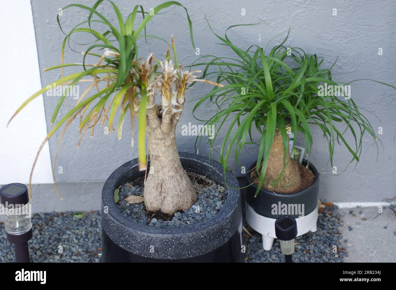 PALME A CODA DI CAVALLO Foto Stock