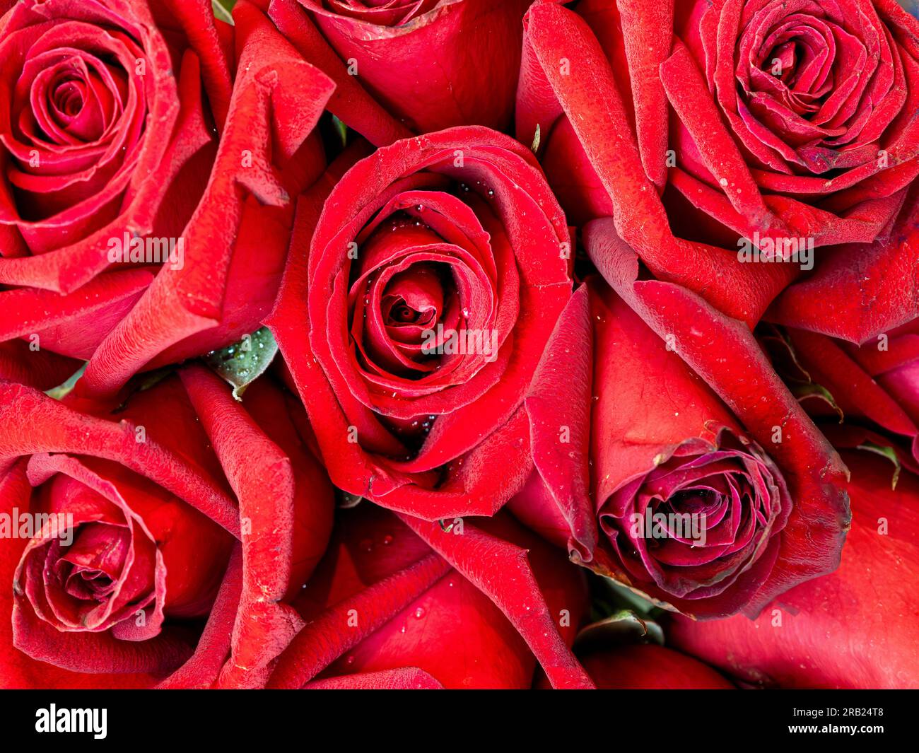 Foto ravvicinata di rose rosse. Foto Stock