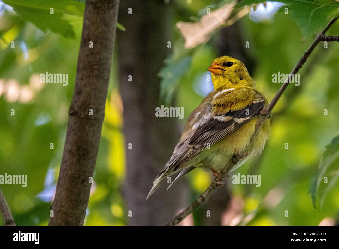 Sparrow color argilla. Nel giardino su un acero, nelle sfumature di foglie verdi dell'albero. Foto Stock
