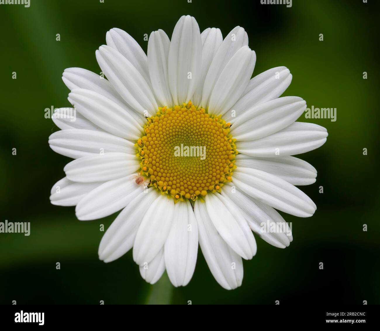 Daisy Closeup Blossom su uno sfondo verde nel campo. Foto Stock