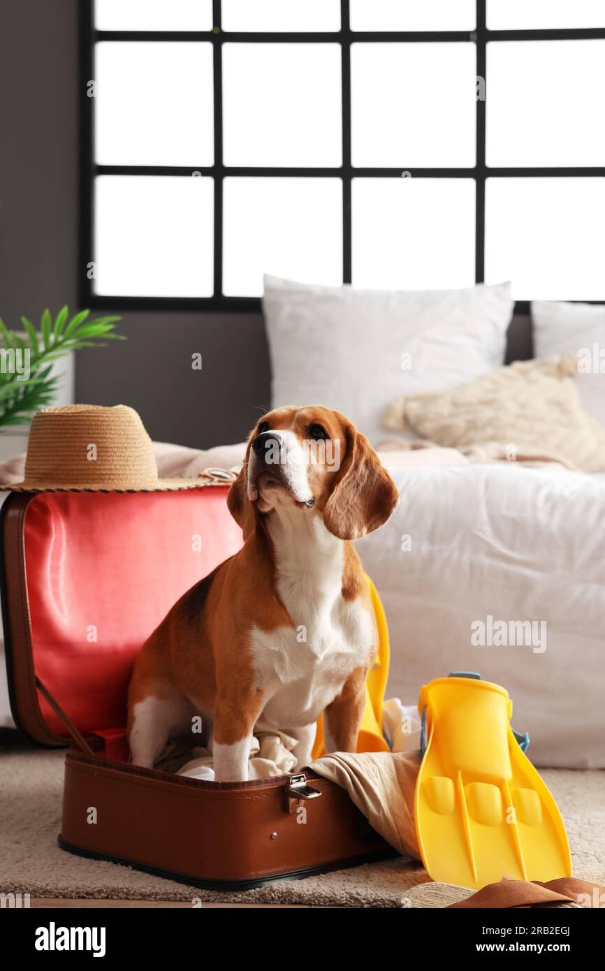 Simpatico cane Beagle in valigia con accessori da spiaggia a casa Foto stock Alamy
