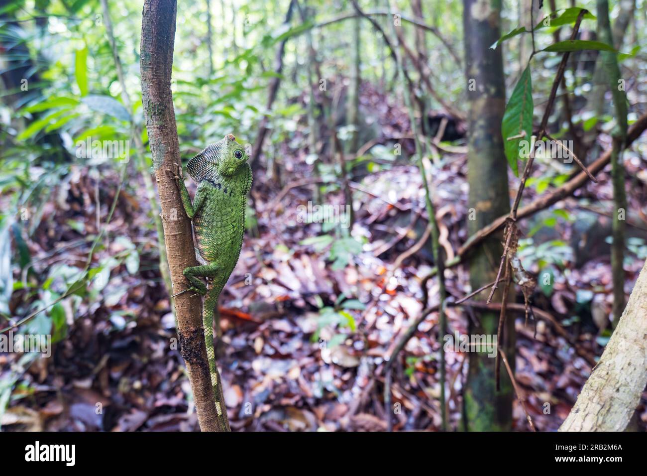 Drago della foresta del Borneo o lucertola della testa d'angelo del Borneo, specie endemica di rettili del Borneo. Foto Stock