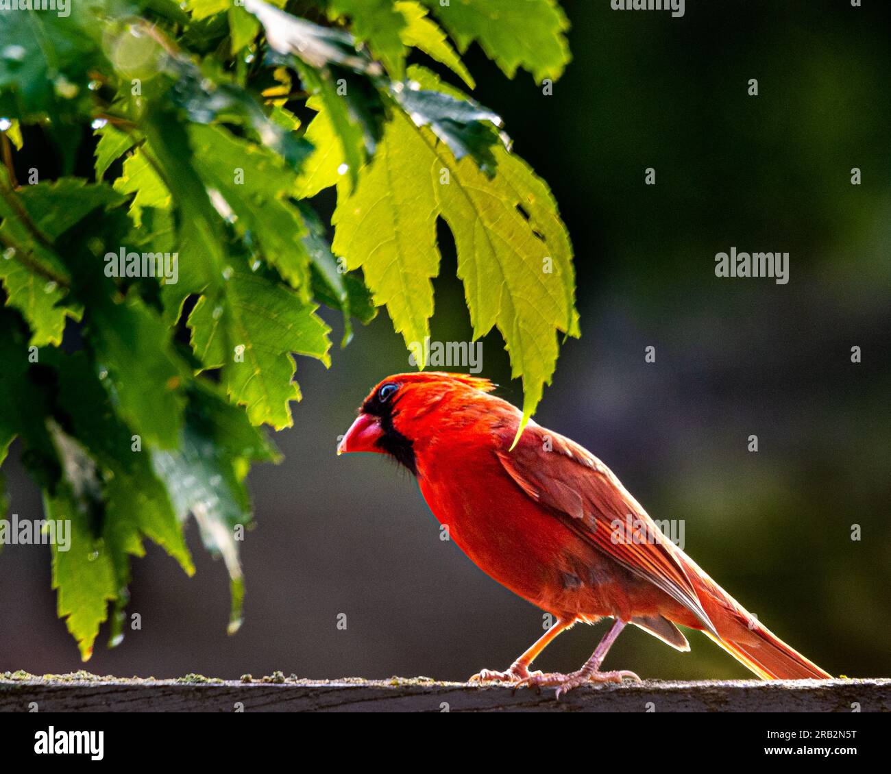 Un cardinale settentrionale con una lunga coda, un corpo rosso e un becco molto spesso. La mattina presto, in mezzo al verde lussureggiante, si è seduto su una recinzione a bordo strada. Foto Stock