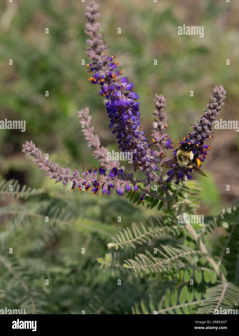 Bumblebee con cesti completi di polline che raccolgono più polline da fiori viola su una pianta di piombo o canescens di Amorpha in Minnesota. Foto Stock