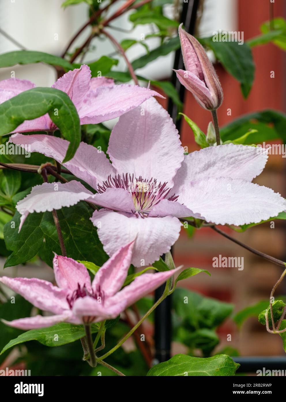 'Hagley Hybrid', gruppo a fiore grande, klematis (Clematis Hybrid) Foto Stock