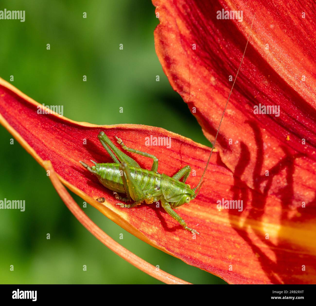 Grande cricket verde, Grön vårtbitare (Tettigonia viridissima) Foto Stock