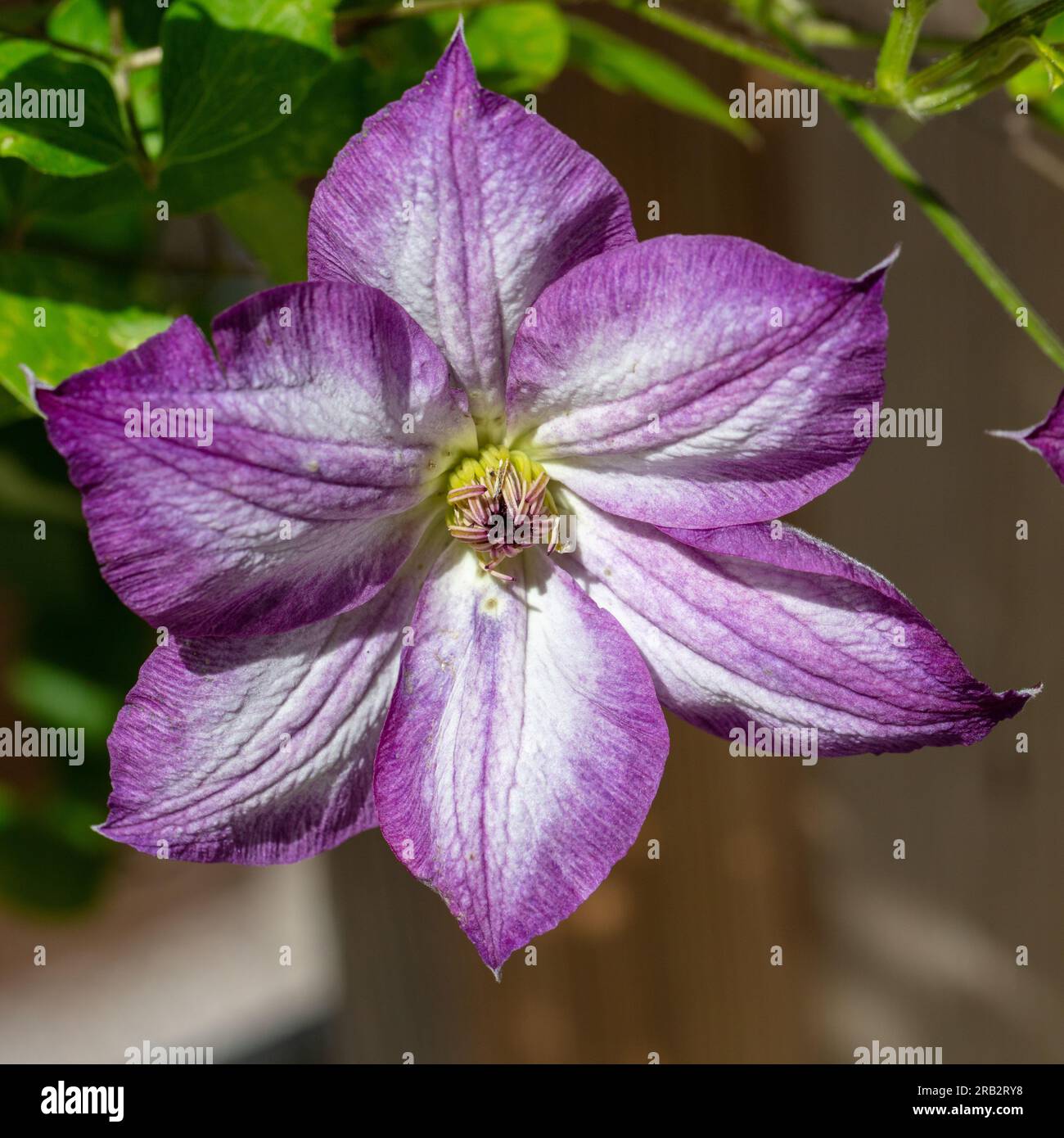 "Pernille' Clematis viola, Italiensk klematis (Clematis viticella) Foto Stock