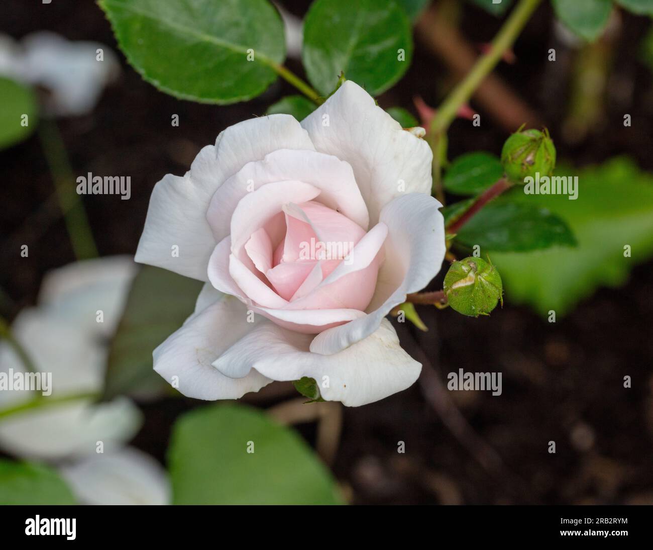 'New Dawn' Climbing Rose, Klätterros (Rosa) Foto Stock