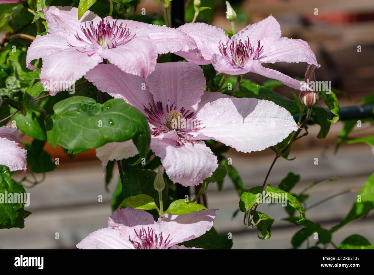 'Hagley Hybrid', gruppo a fiore grande, klematis (Clematis Hybrid) Foto Stock