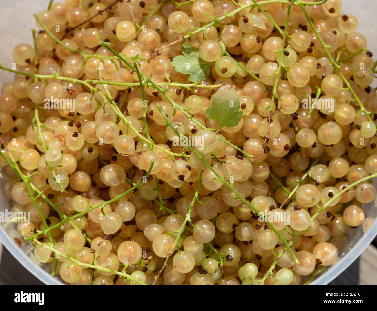 "Weisse Versailler' ribes bianco, Vit vinbär (Ribes rubrum) Foto Stock