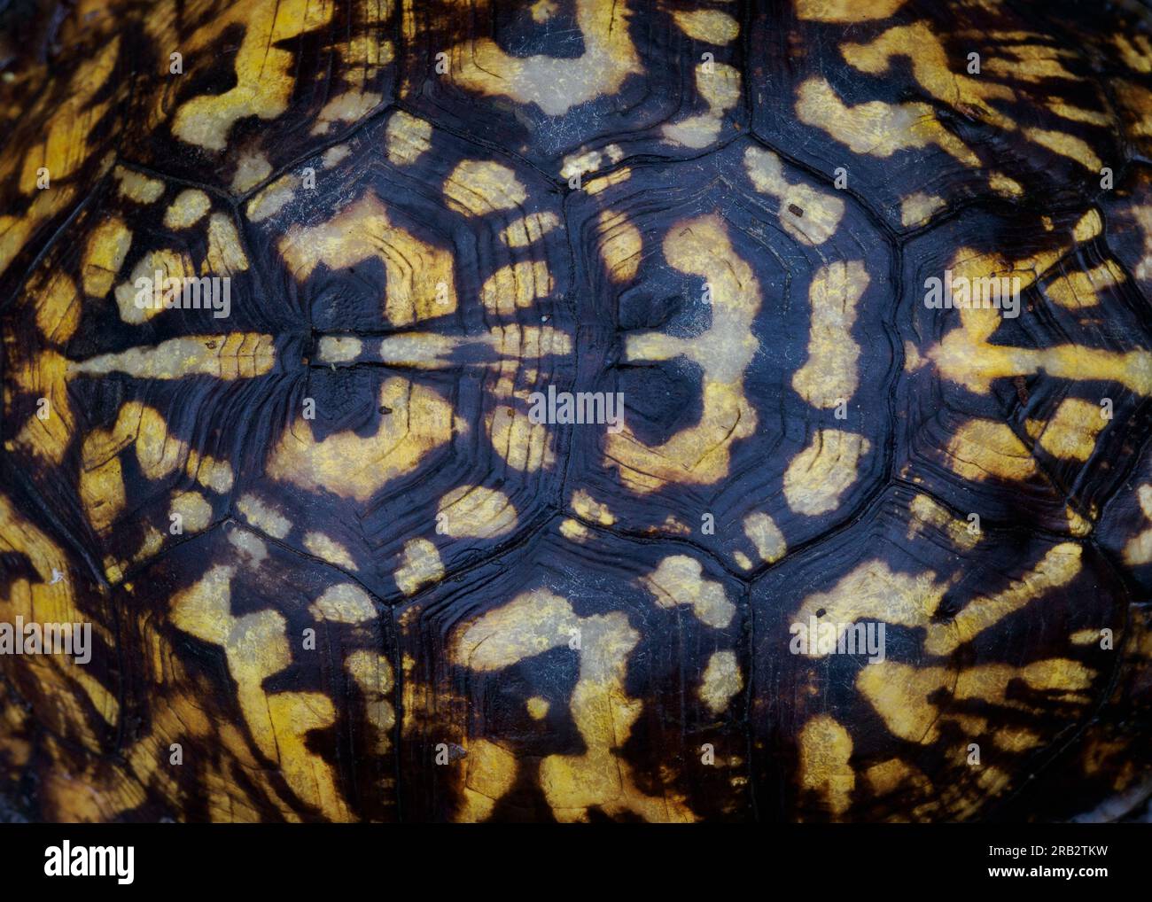 Primo piano della conchiglia di Common Box Turtle (Terrapene carolina), Fort Hunt Park, Virginia Foto Stock