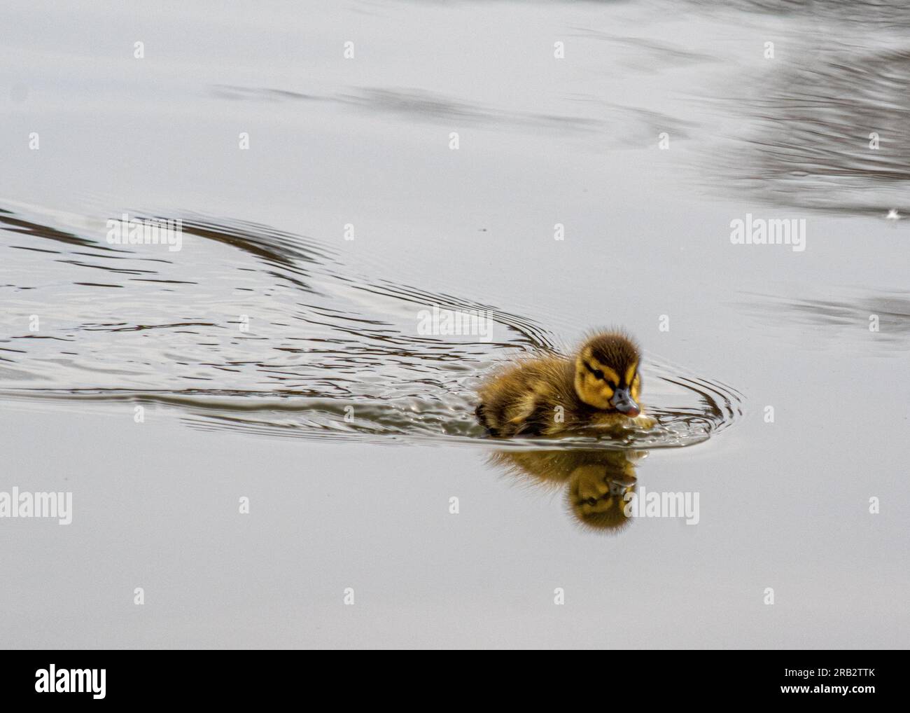 Baby mallard (Anas platyrhynchos) a Constitution Gardens, Washington, DC Foto Stock