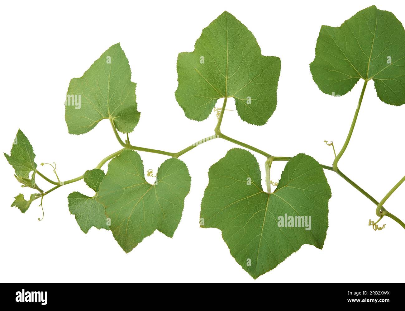 primo piano della vite di pianta di zucca isolata su fondo bianco, nota anche come cucurbita pepo coltivata per i suoi frutti commestibili Foto Stock