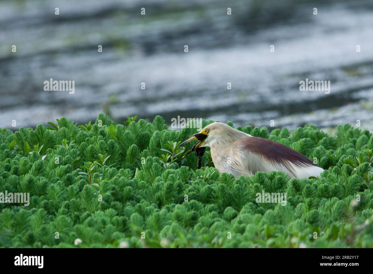 Indian Pond Heron con un pesce nel becco al lago Gregory, Nuwara Eliya. Foto Stock