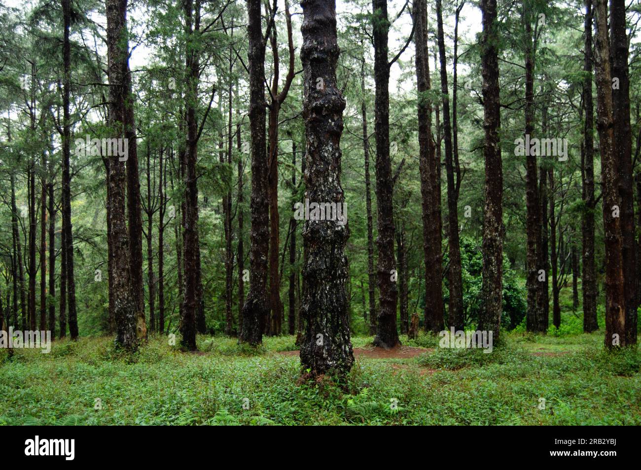 Foresta di pini a Nuwara Eliya, Sri Lanka Foto Stock