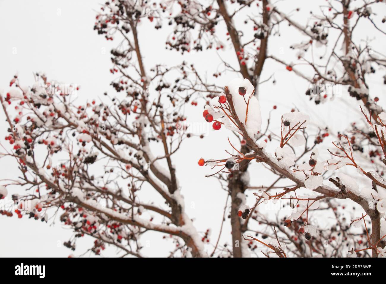 bacche secche su un albero nella neve in primo piano inverno Foto Stock