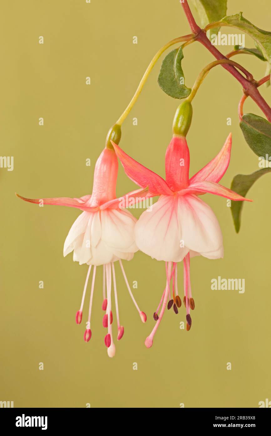 Fucsia 'patio Princess' Foto Stock