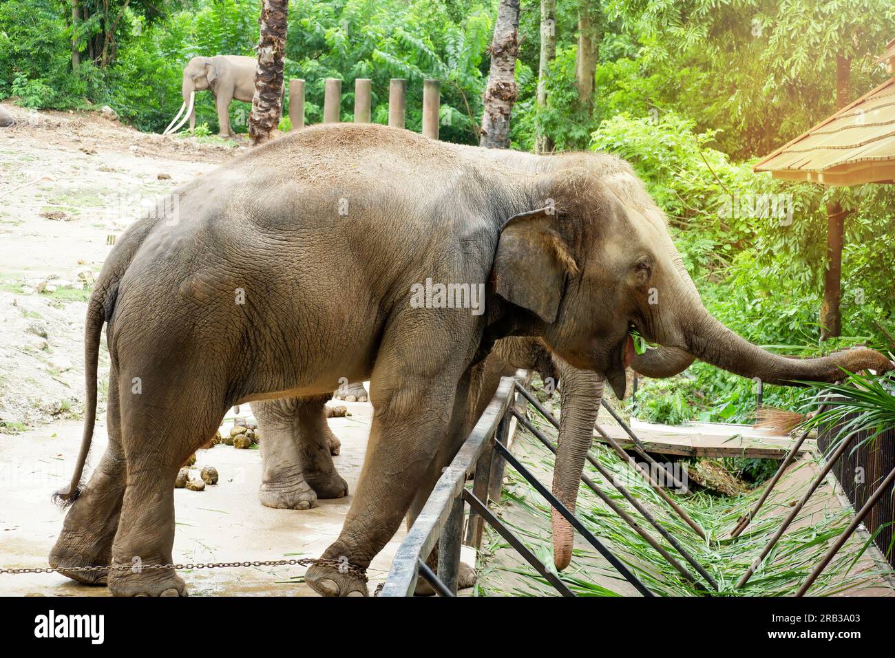 zampe di elefante dello zoo incatenate Foto Stock