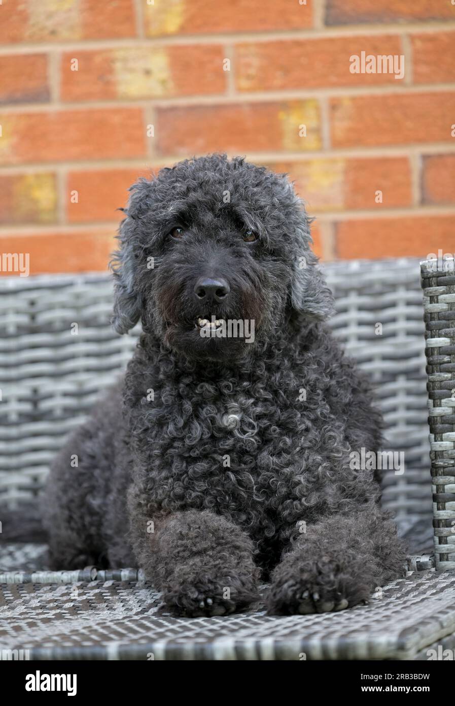 Un simpatico e peloso cane Labradoodle nero, sdraiato su alcuni mobili da giardino in rattan Foto Stock