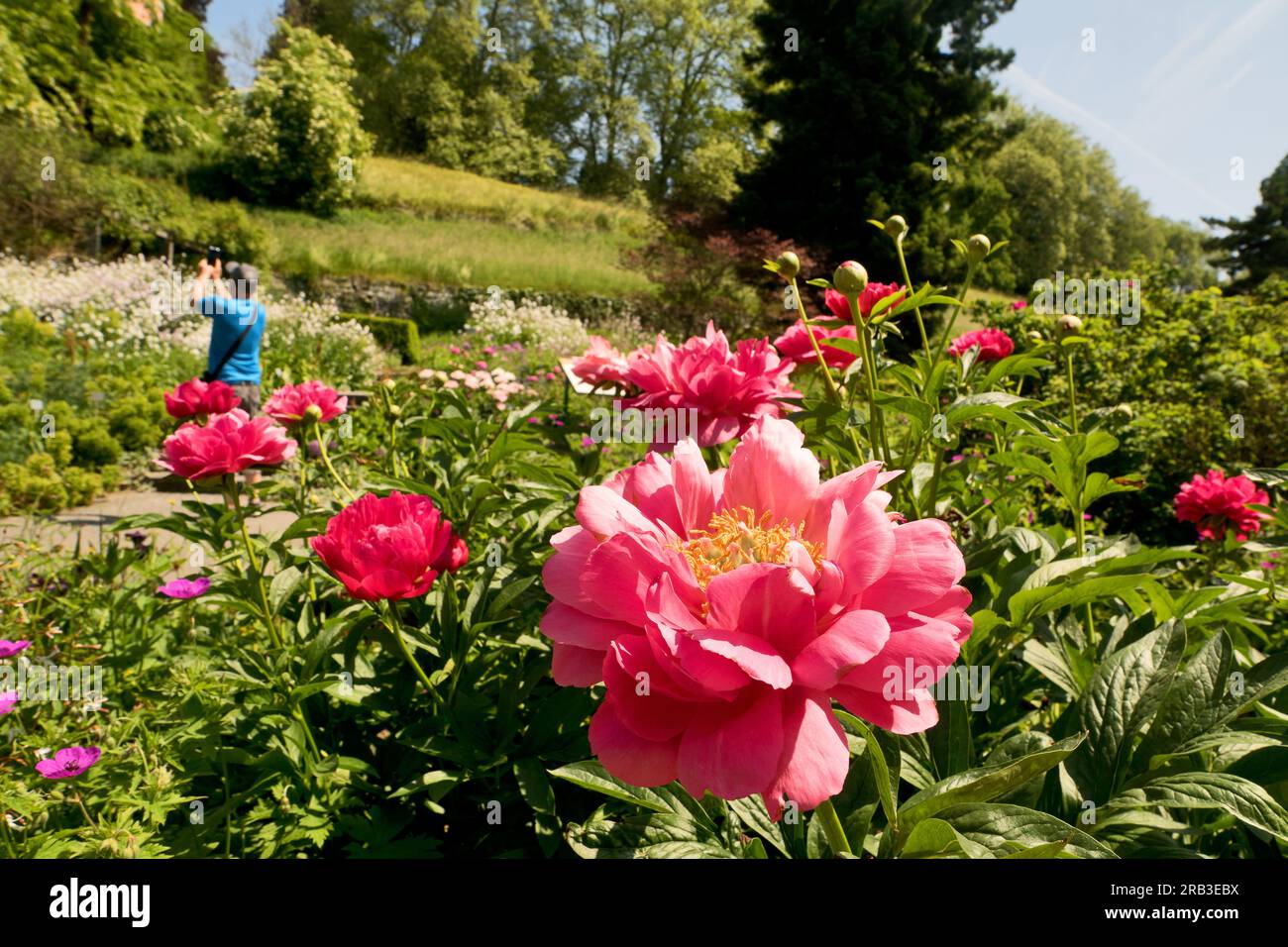 Isola di Mainau, Germania: Rose. Splendore fiorito nel giardino botanico sull'isola sul lago di Costanza. Foto Stock