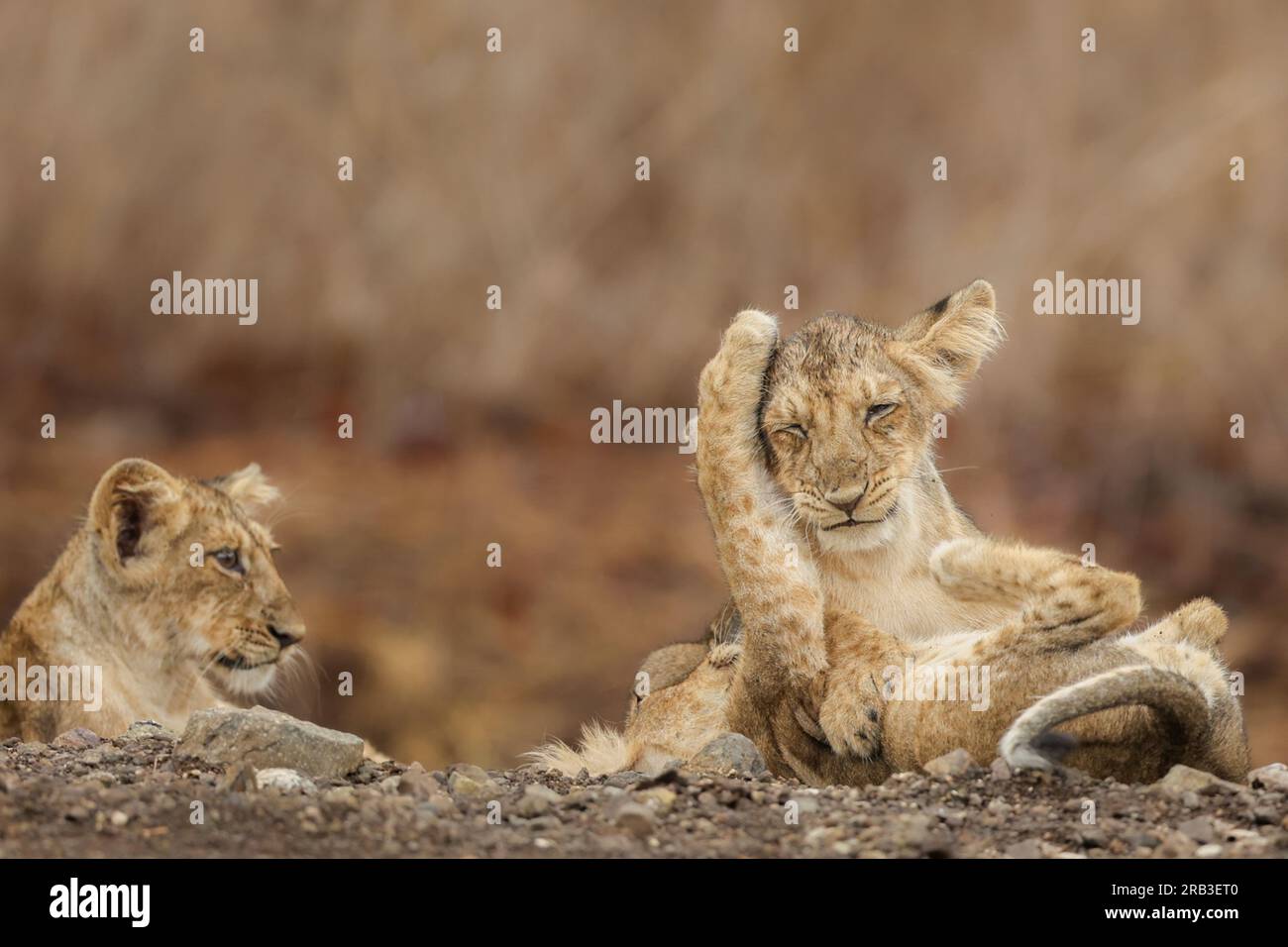 Assonnato e innamorato. GIR National Park & Sanctuary, Gujarat, India: Immagini COMMOVENTI dei più carini cuccioli asiatici che giocano, coccolano e levigano Foto Stock