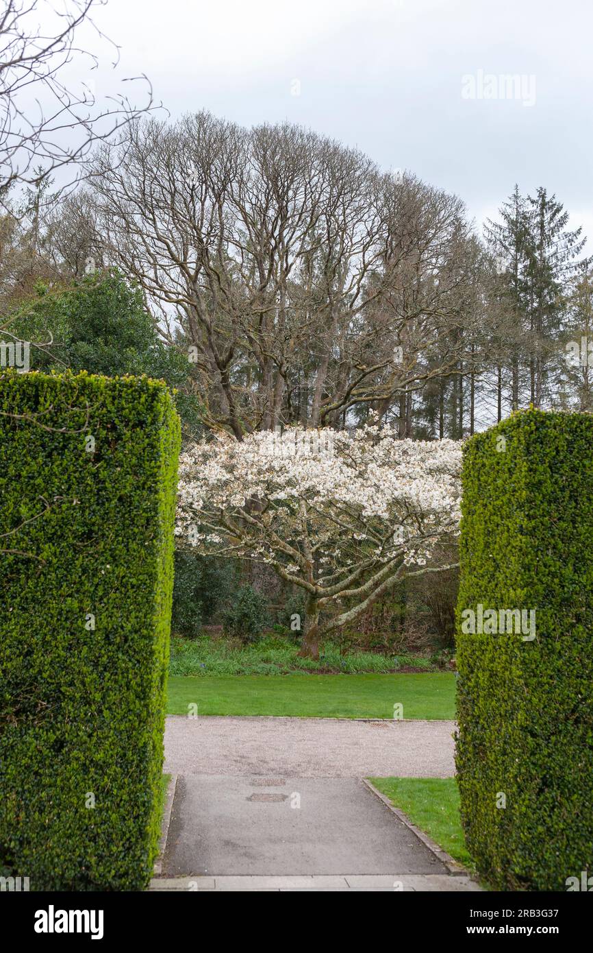 Ciliegia fiorita (Prunus 'Jō-nioi') vista attraverso un vuoto nella siepe di tasso nei giardini formali, RHS Rosemoor, Devon, Regno Unito Foto Stock