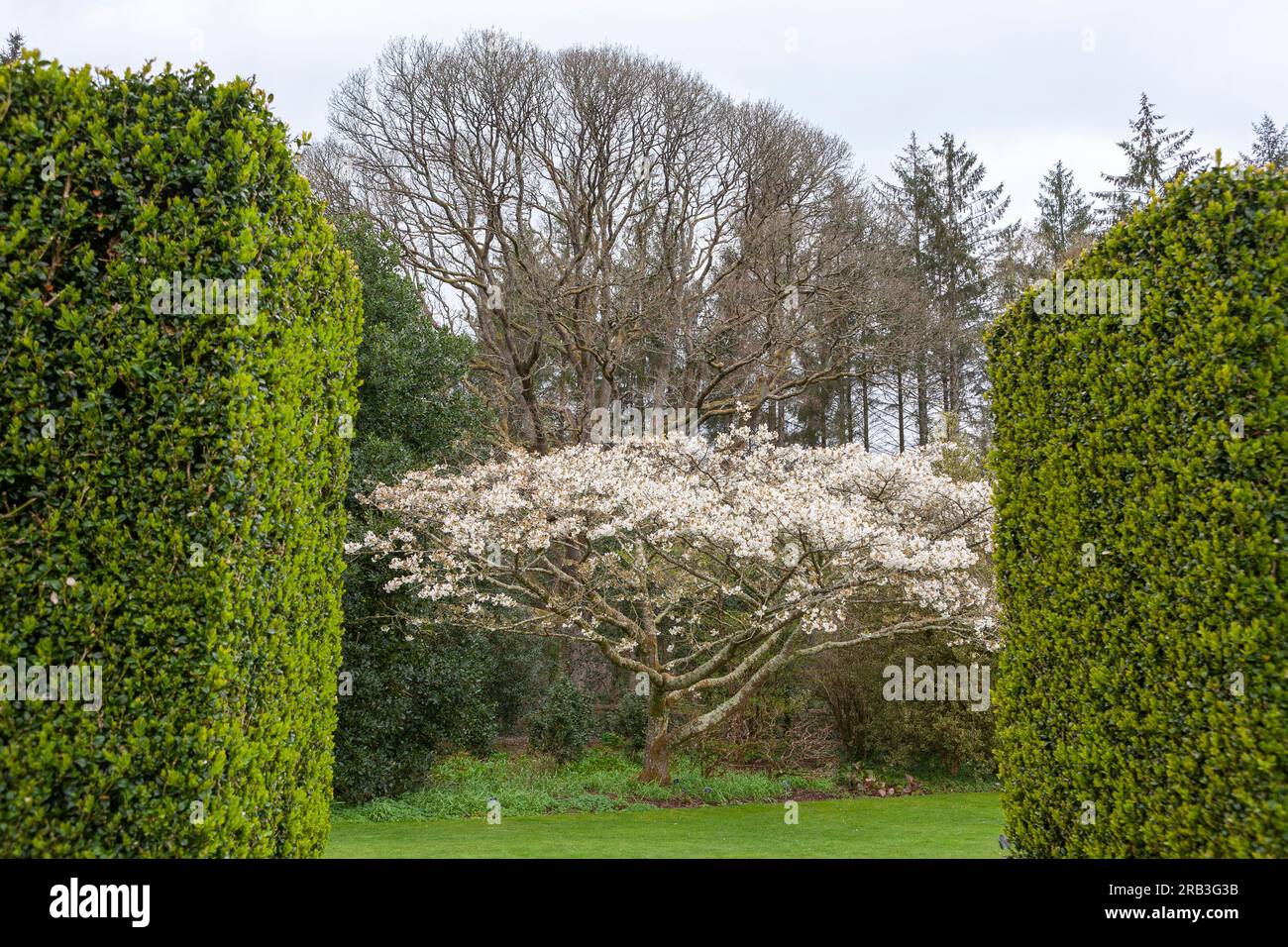 Ciliegia fiorita (Prunus 'Jō-nioi') vista attraverso un vuoto nella siepe di tasso nei giardini formali, RHS Rosemoor, Devon, Regno Unito Foto Stock