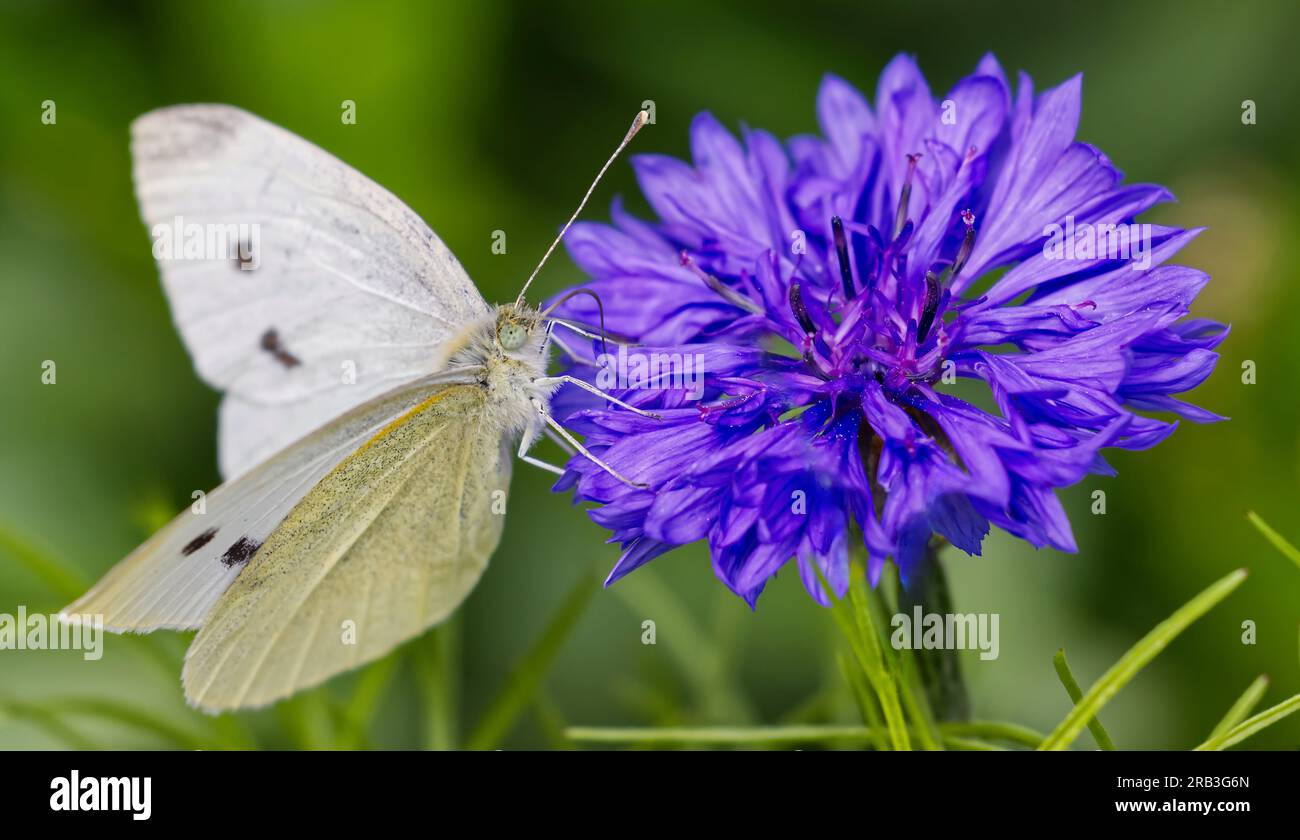 Una farfalla bianca di cavolo su un fiordaliso blu Foto Stock