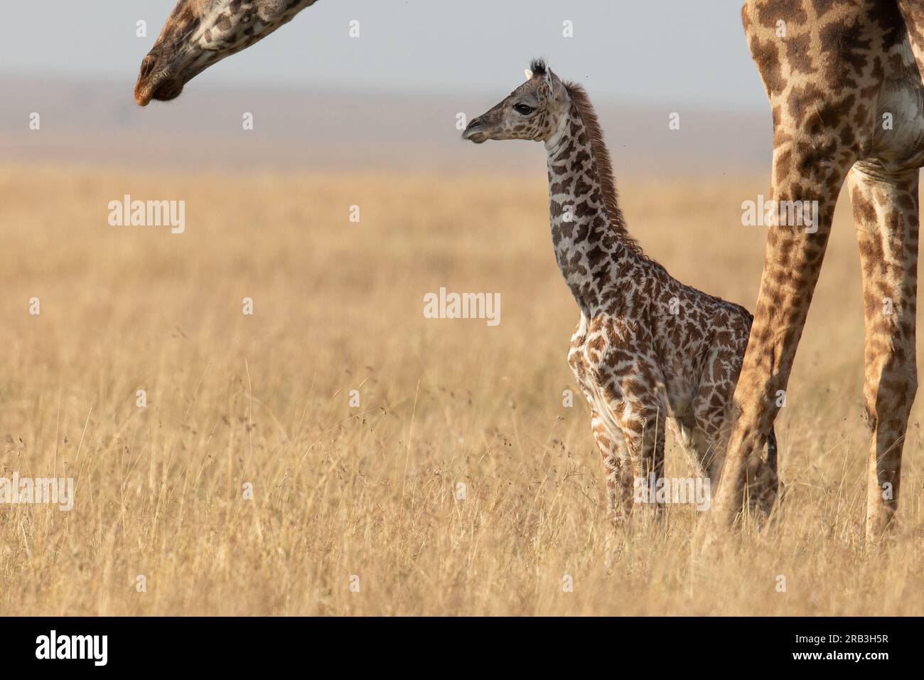 Un primo piano della giraffa. MASAI MARA NATIONAL RESERVE, KENYA: IL momento intenso in cui una giraffa madre regala un potente kung fu mentre difende Foto Stock