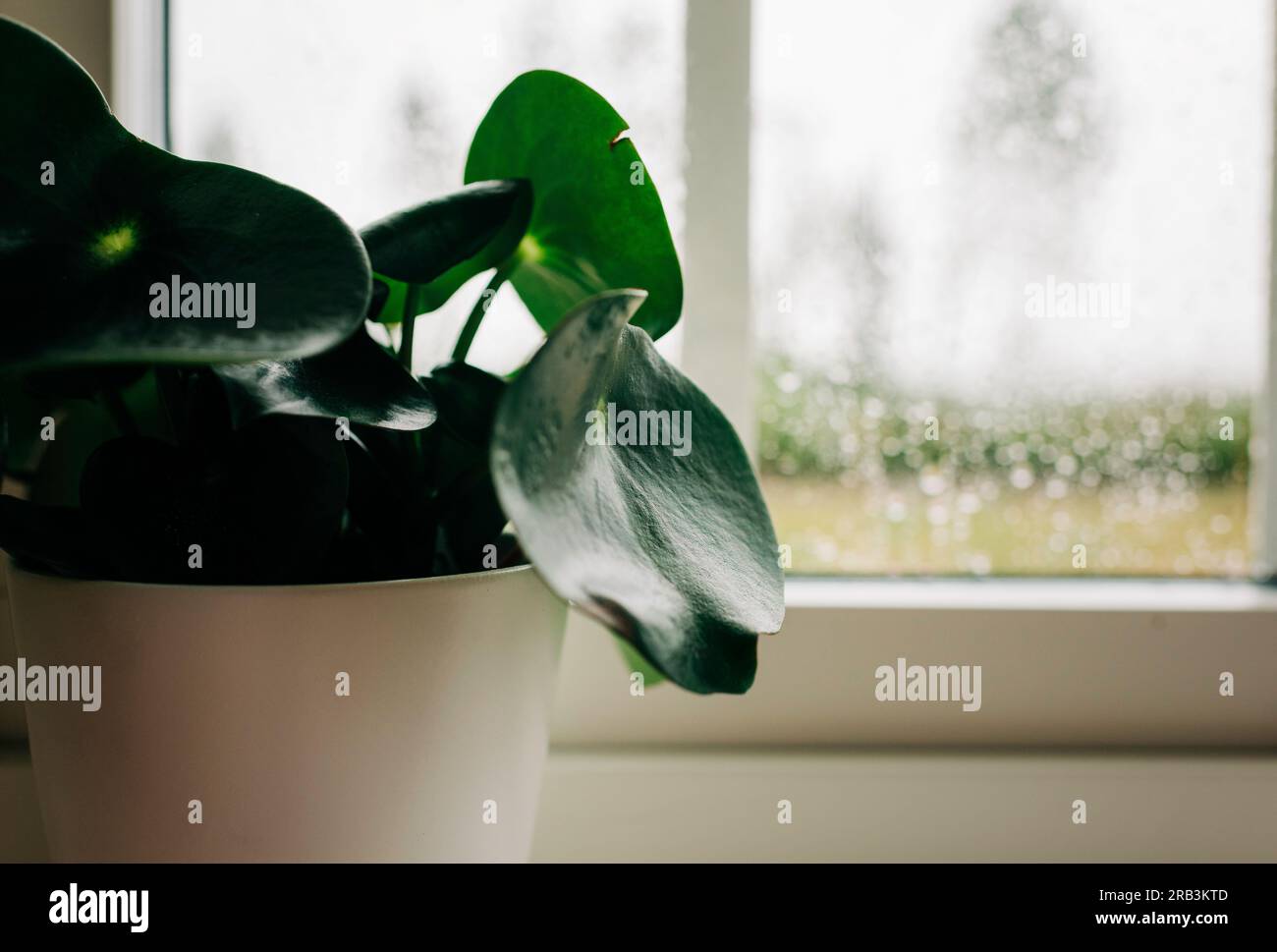pianta di casa verde vicino a una finestra con la pioggia sopra Foto Stock