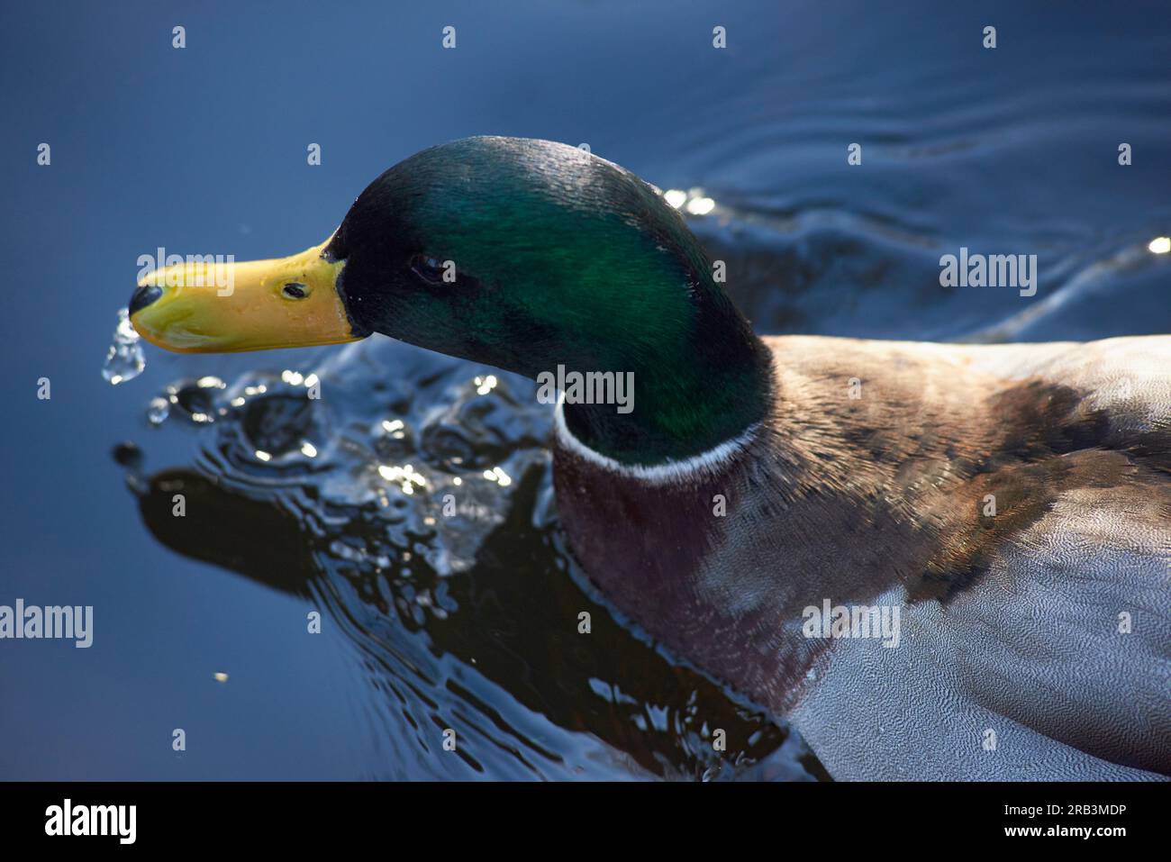 Primo piano della testa di un'anatra maschile nello stagno durante il sole estivo Foto Stock