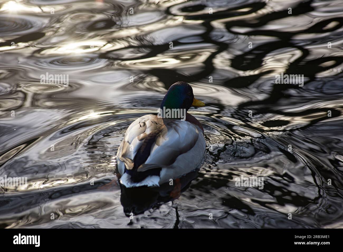 Anatra si lavava nell'acqua con il sole che luccica intorno a lui Foto Stock