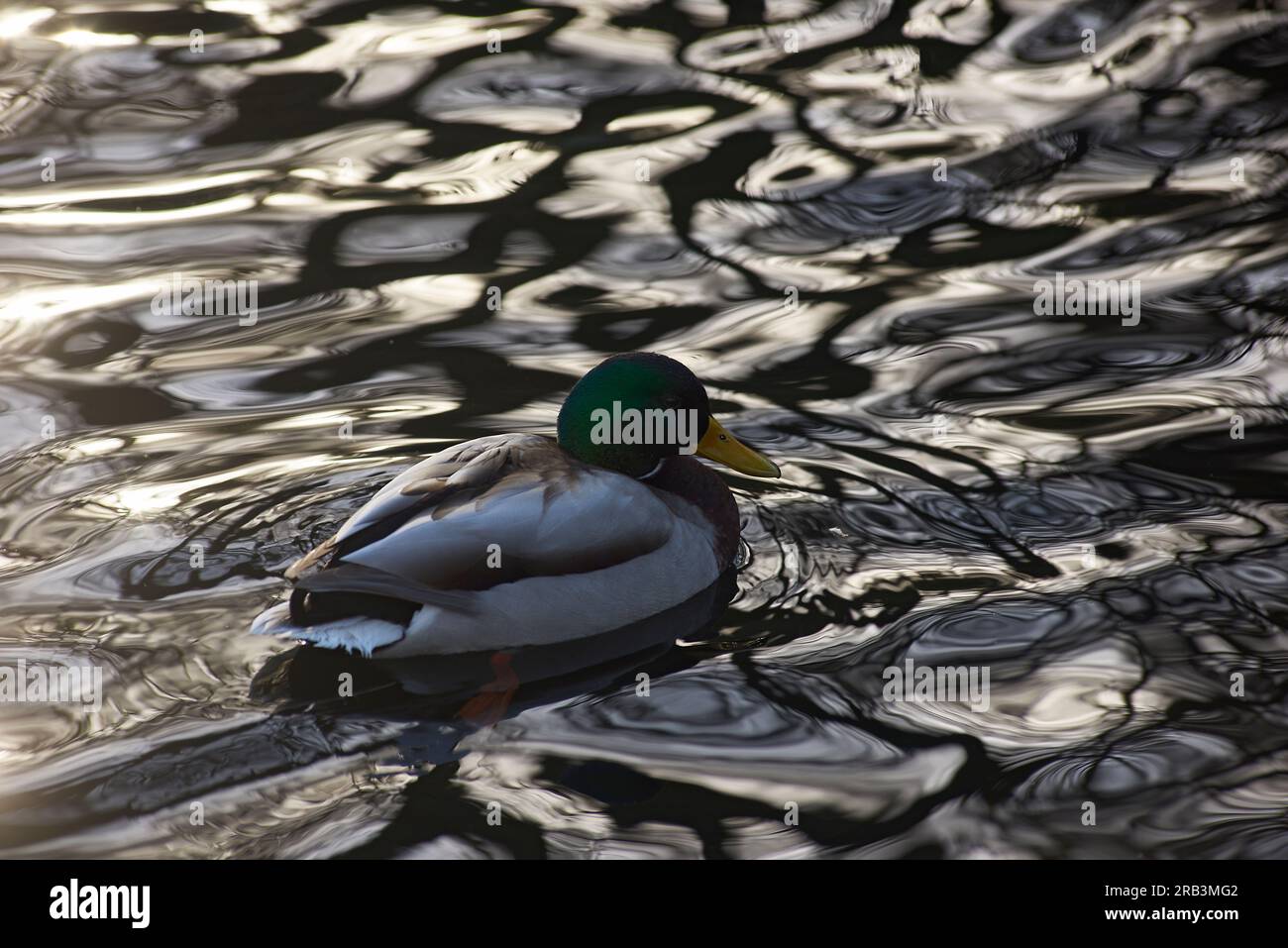 Anatra si lavava nell'acqua con il sole che luccica intorno a lui Foto Stock