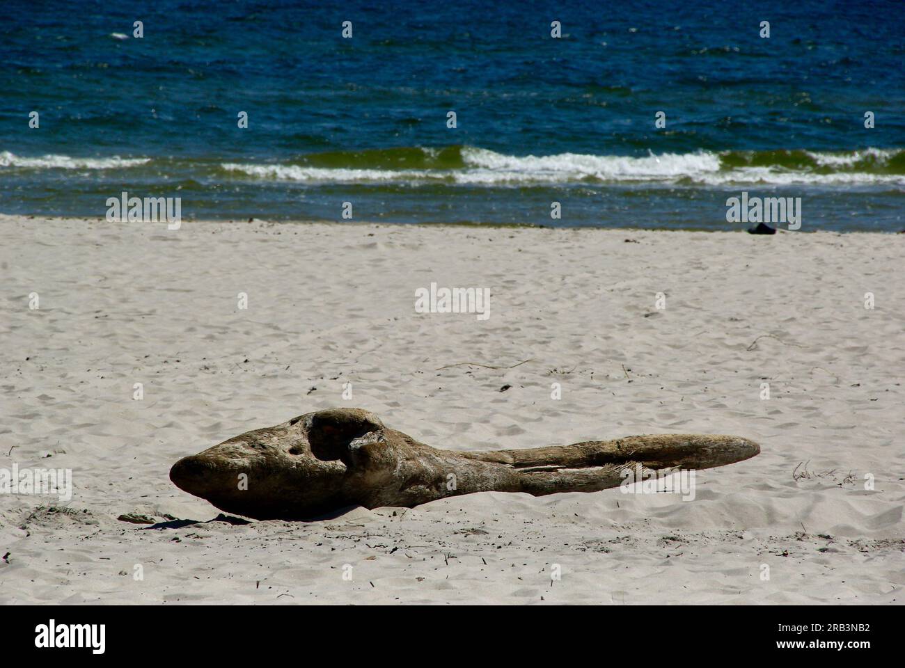 Spiaggia sabbiosa con un pezzo di legno nel sud della Svezia in estate. Foto Stock