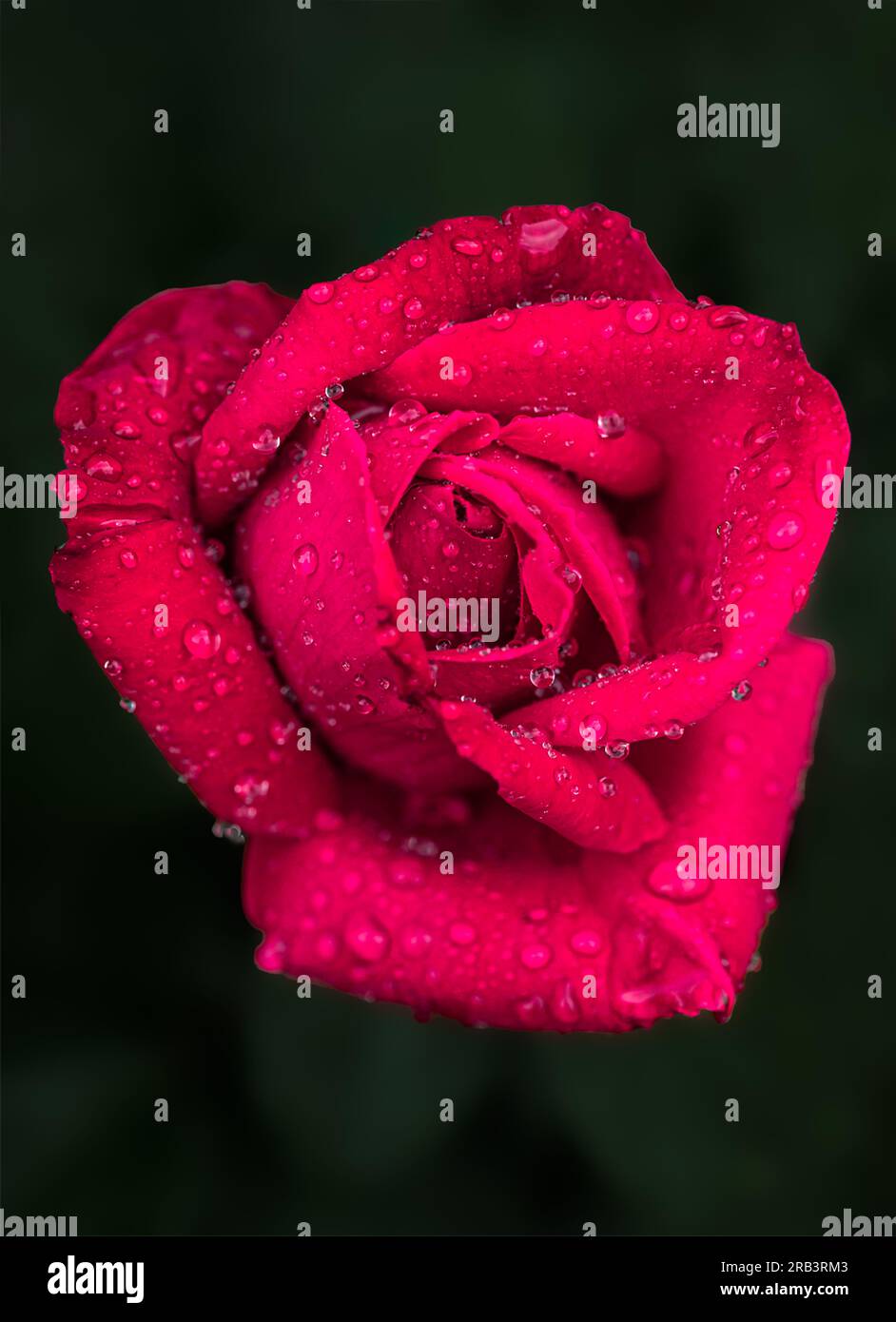 Primo piano di una singola rosa rossa coperta da gocce d'acqua dalla pioggia. Foto Stock