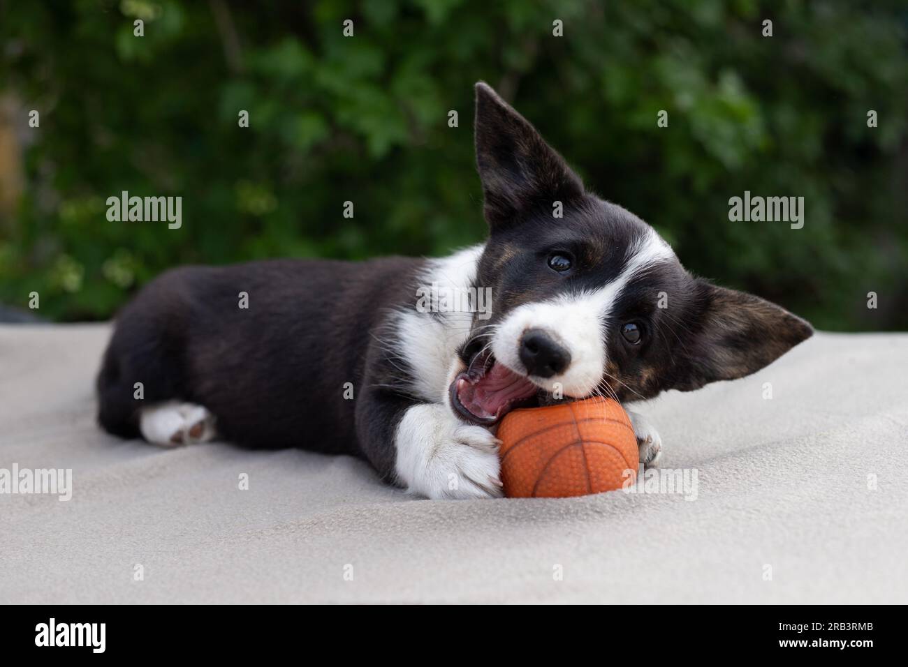 Corgi cardigan cucciolo che gioca con il giocattolo Foto Stock
