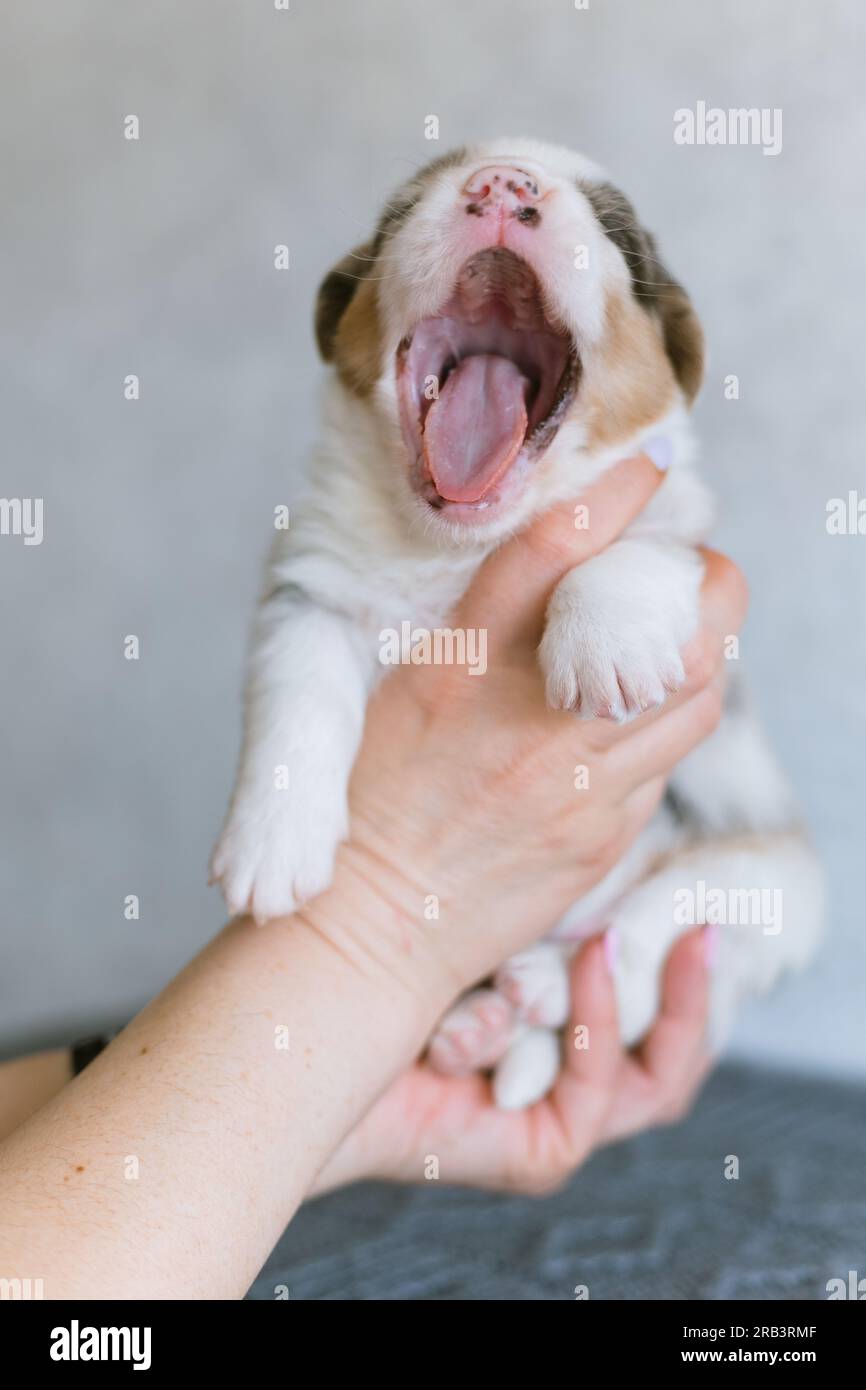 Adorabile cucciolo di corgi di marmo che sbadiglia Foto Stock