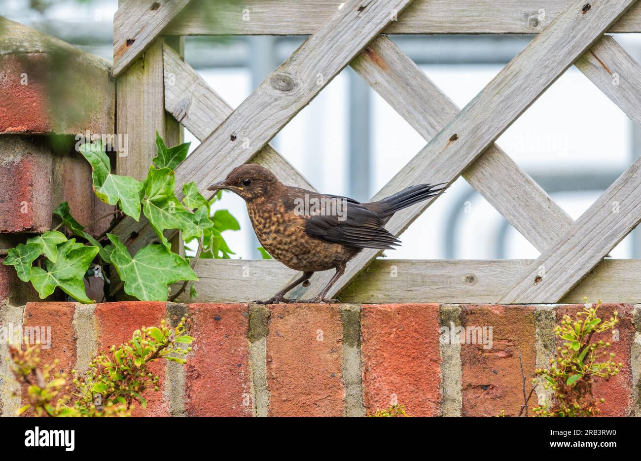 Un giovane uccello nero comune (Turdus merula) con piumaggio marrone scuro arroccato su una parete di mattoni nel Regno Unito. Foto Stock