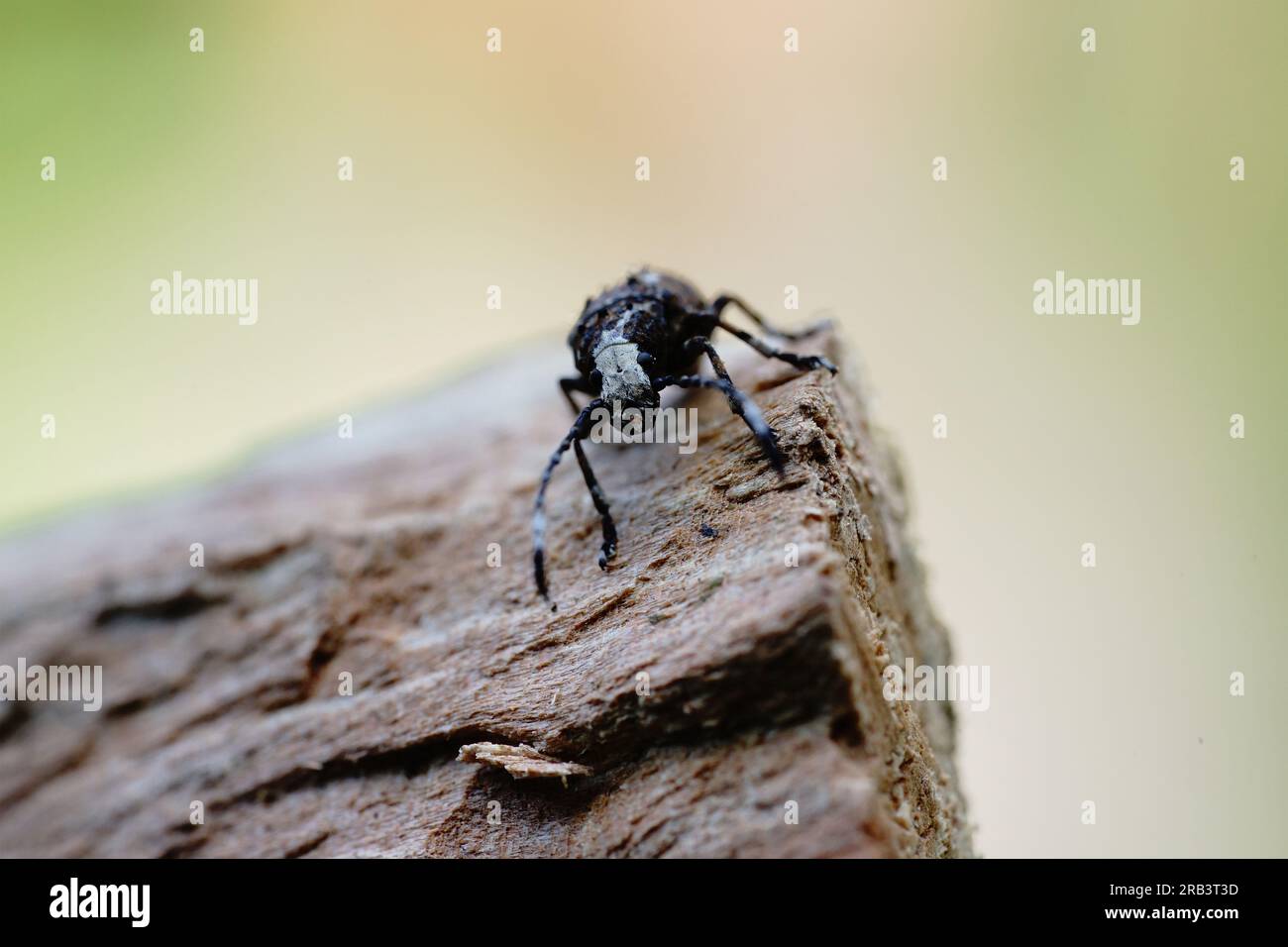 beetle seduto su un pezzo di legno Foto Stock
