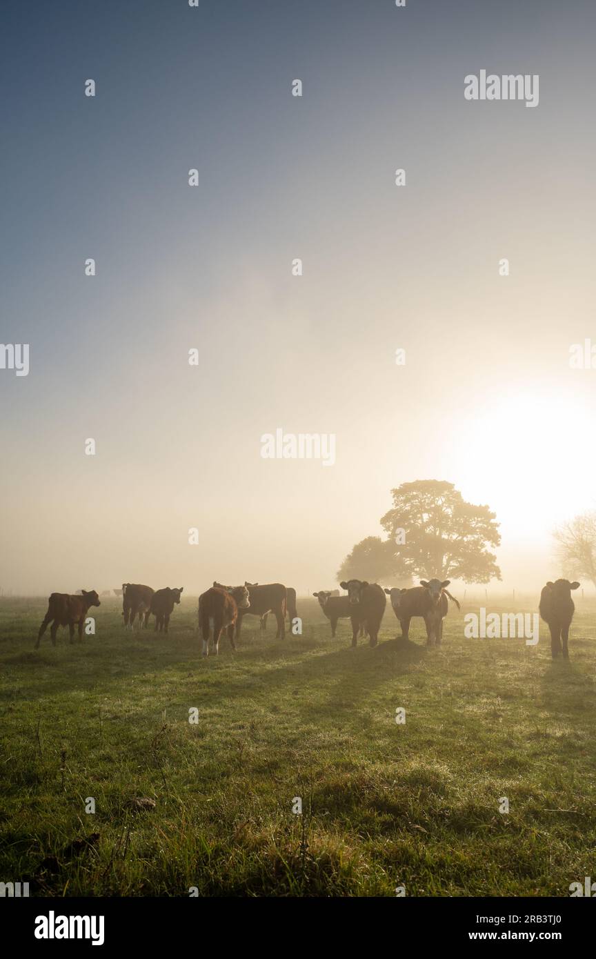 Alba soleggiata nella campagna dell'Uruguay. Foto Stock