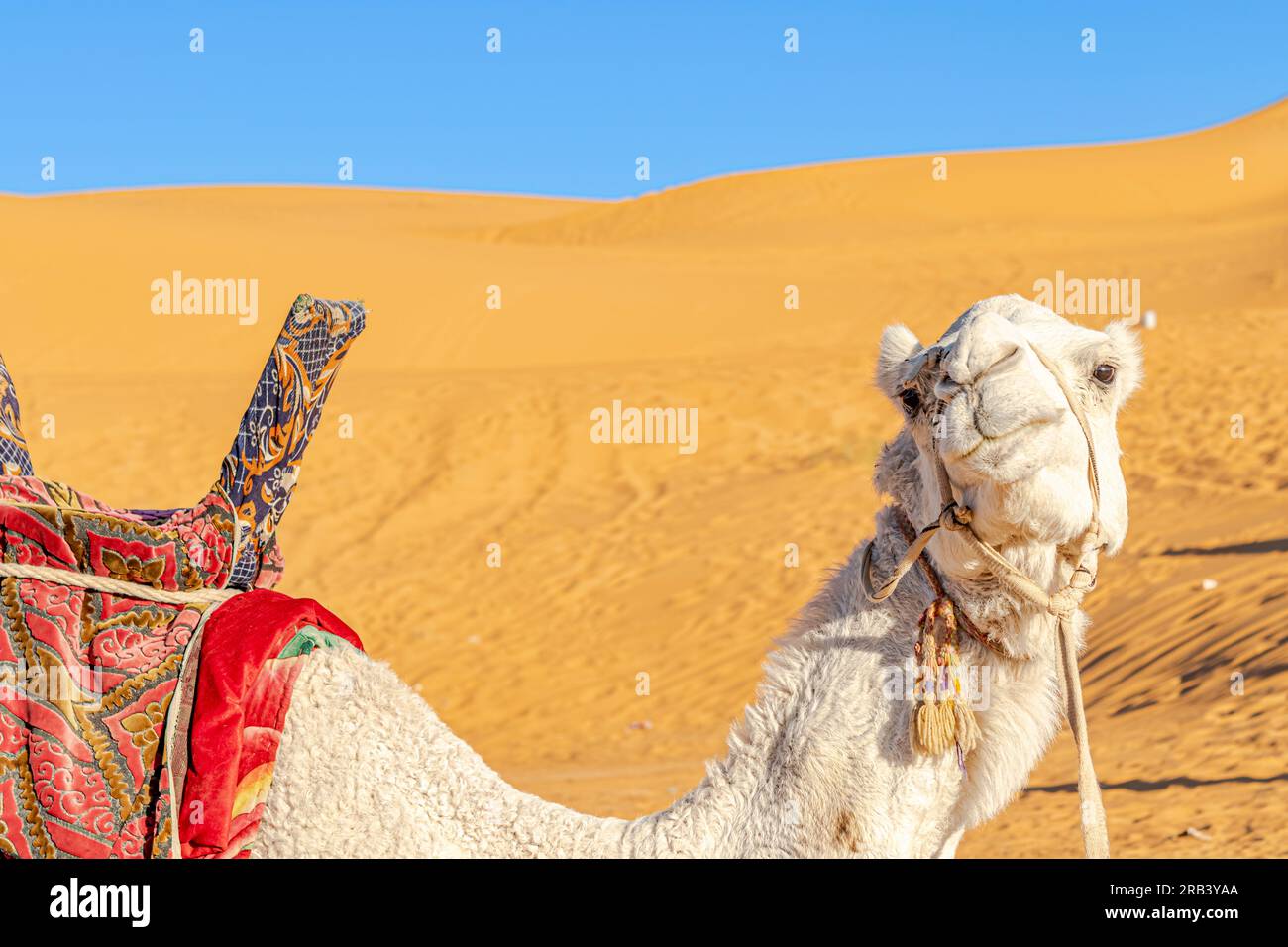 Cammello bianco dromedario sorridente nel deserto del Sahara. Vista laterale della fotocamera ritratto con redini bianchi e sella in tessuto rosso. Foto Stock