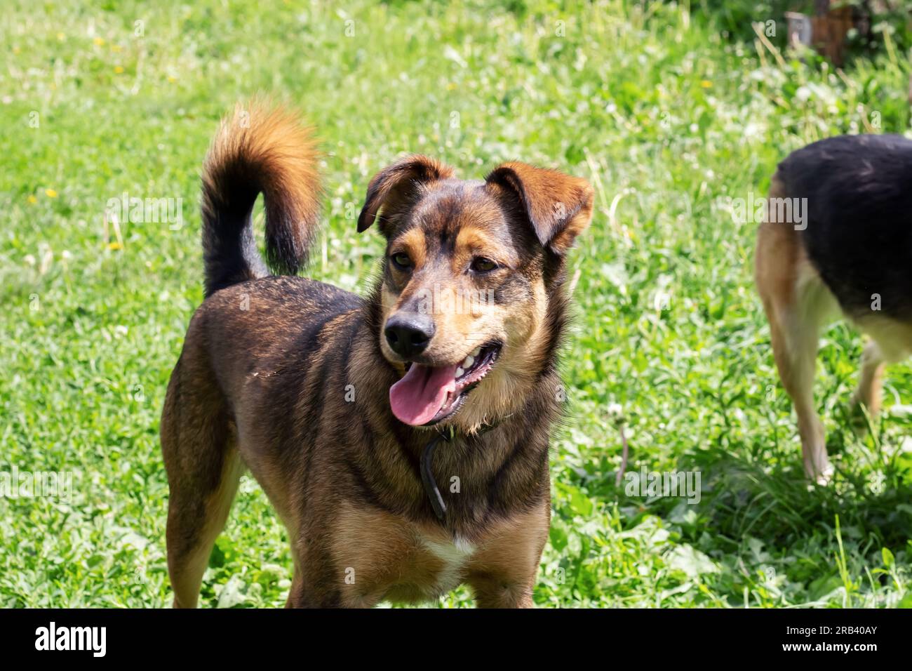 Cane marrone con orecchie a dischetti primo piano ritratto Foto Stock
