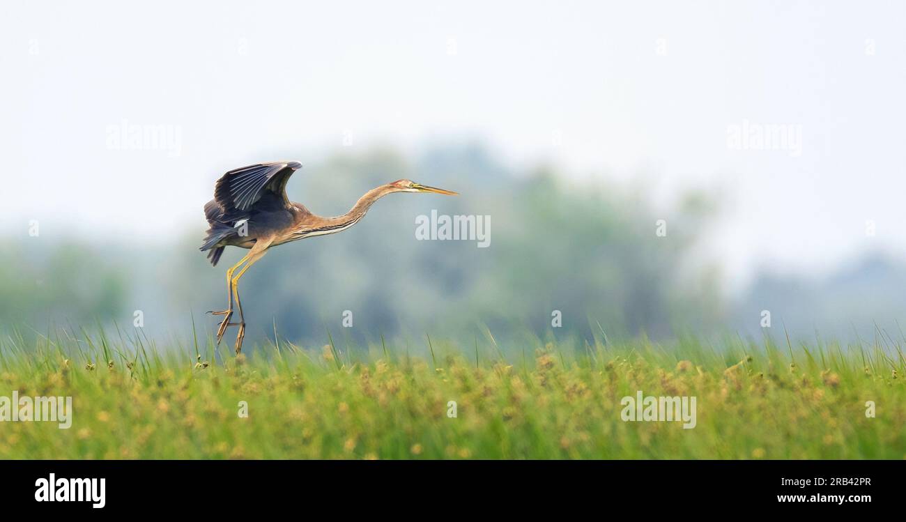 L'airone rosso Ardea purpurea vola sulle canne e atterra nell'erba, la foto migliore. Foto Stock