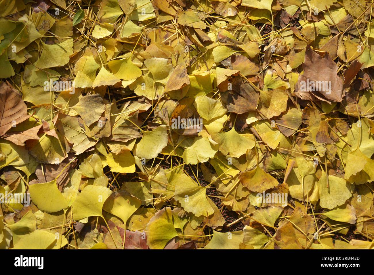 foglie gialle di ginkgo a terra nel parco nel pomeriggio soleggiato Foto Stock