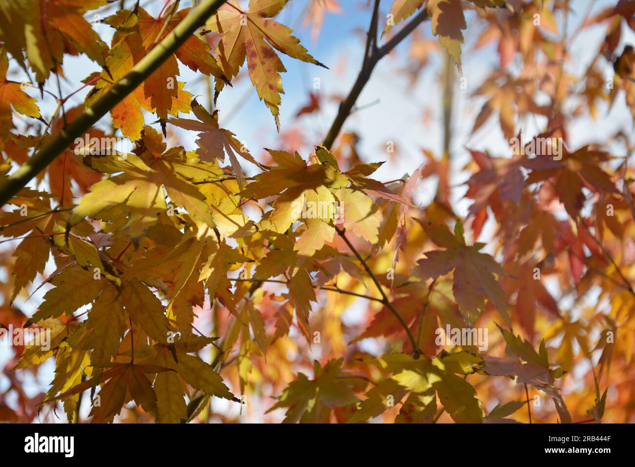 foglie di acero rosso e giallo sul ramo nel soleggiato pomeriggio Foto Stock