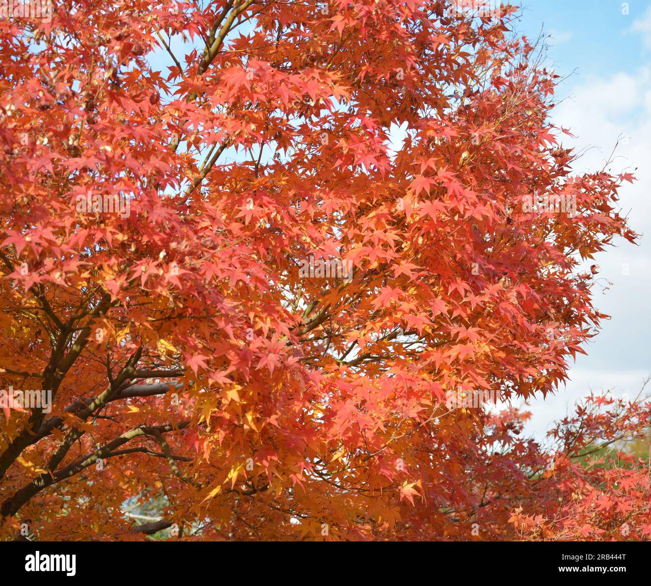 foglie di acero rosso come fuoco sul ramo nel soleggiato pomeriggio Foto Stock