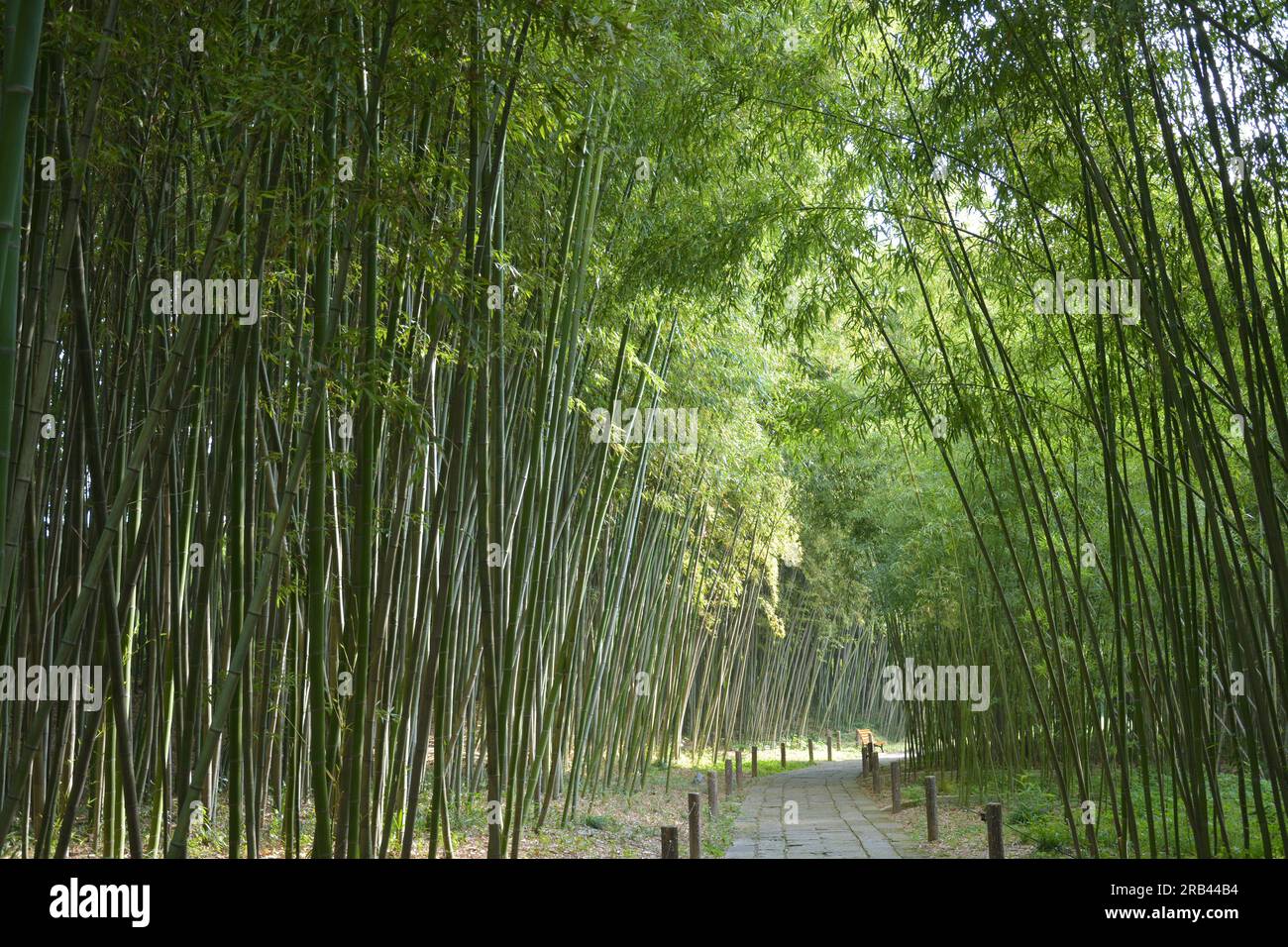 sentiero nel mezzo della verde foresta di bambù nella soleggiata mattinata Foto Stock