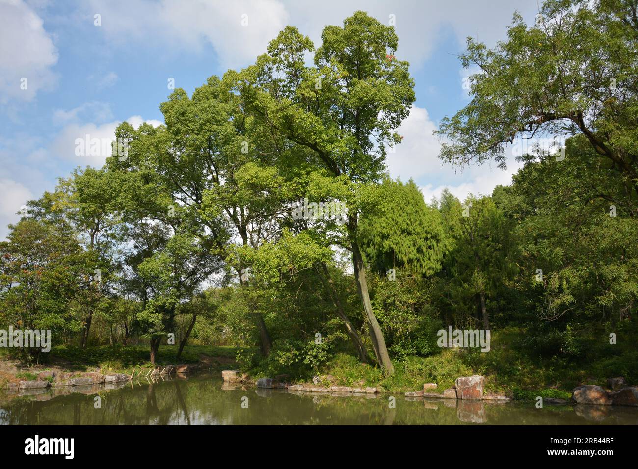alberi sul bordo del lago nel parco nel pomeriggio soleggiato Foto Stock