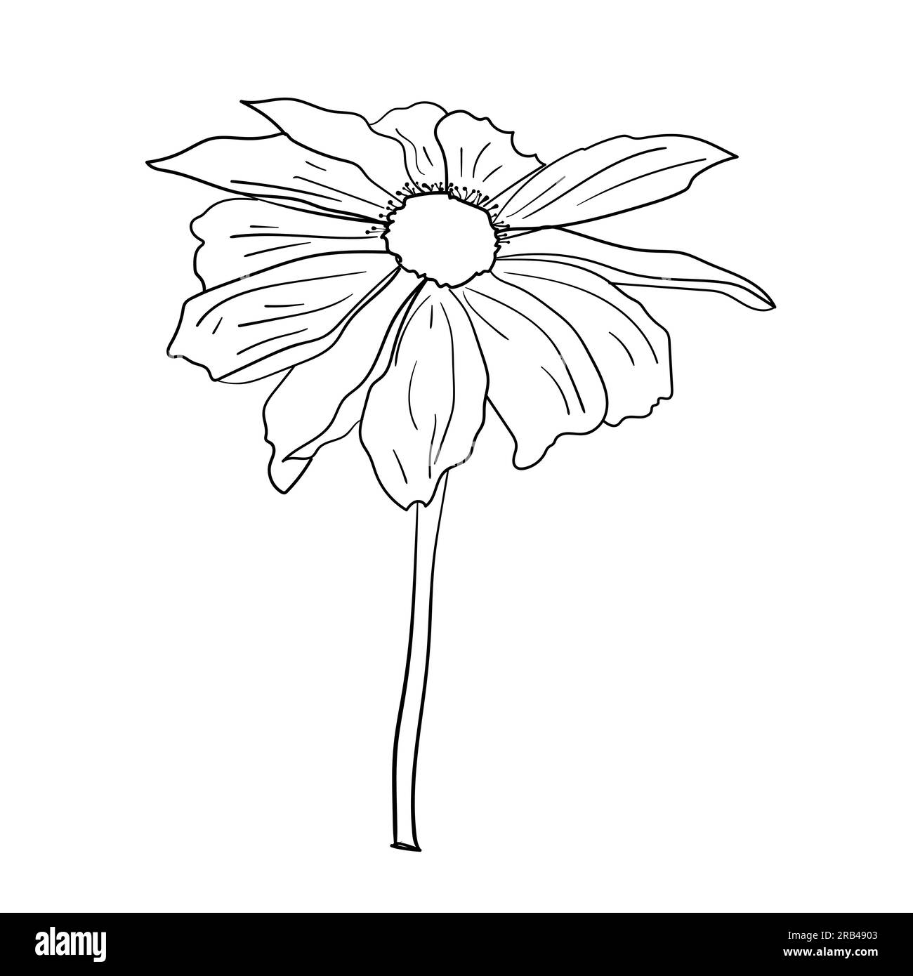 Fiori da giardino. Illustrazione vettoriale. Disegno botanico di piante da fiore. Illustrazione Vettoriale